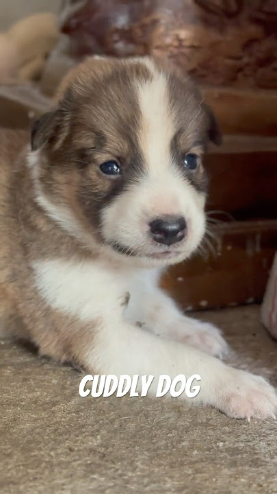 Sleepy Puppy #animals #shorts #puppy #dog #cute #pets