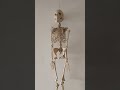 anatomy lab #youtubeshorts #medicalstudent #youtubeshorts #nursingstudent #procedura #lab #shorts