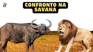 O Confronto na Savana: Leões vs. Búfalos