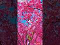 “Pink Paradise 🌸 | Beautiful Cherry Blossom Nature #Shorts” #tree