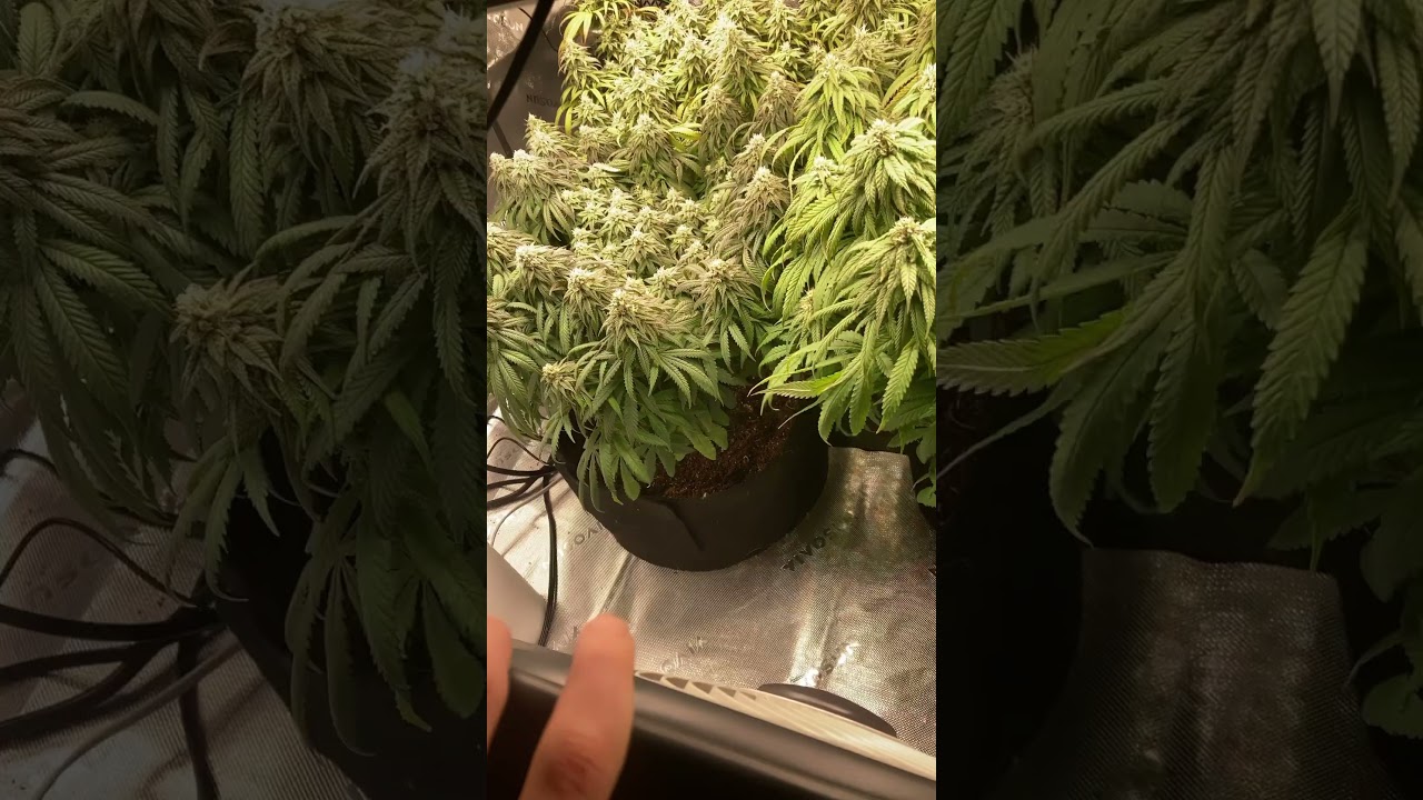 Finishing out week 6 of flower 