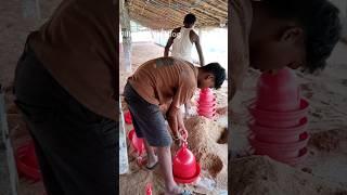 “गांव में देसी मुर्गा फार्म की तैयारी 🐔 | Starting Chicken Farm Setup | मेहनत का असली काम 💪”