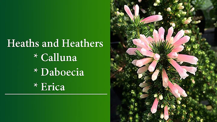 Heaths and Heathers - Calluna, Daboecia and Erica