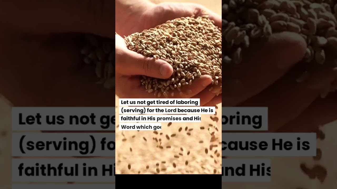 The parable of the growing seed