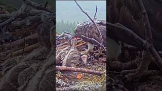 #osprey #wildlife #nest #birds #nature #eagle #animals #birdofprey