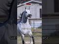 POV: You Just Saw the Rarest Horse Alive PART 2 #trollface