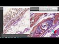 Fiji High Quality Stitching Process from Images captured by Simple XYZ