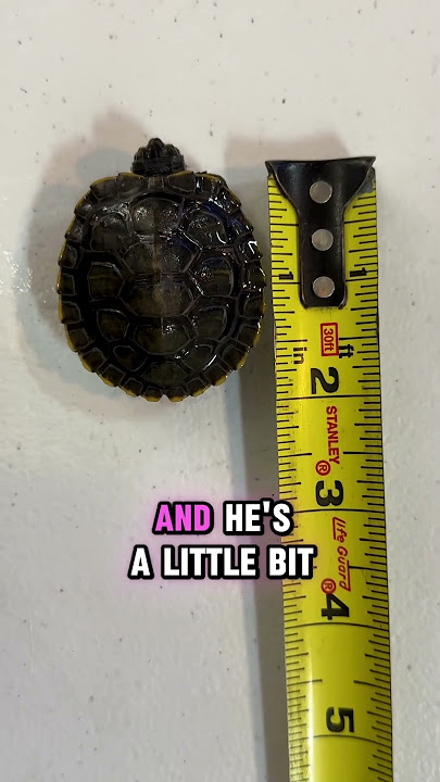 How fast do turtles grow!