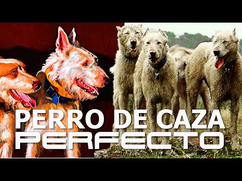 💥 Valdueza: La raza canina perfecta para la caza en la montaña con rehala. hqdefault