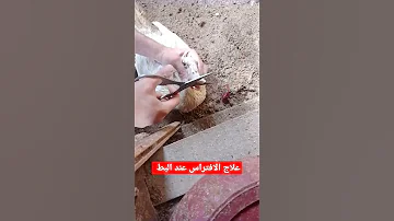 علاج الافتراس عند البط 