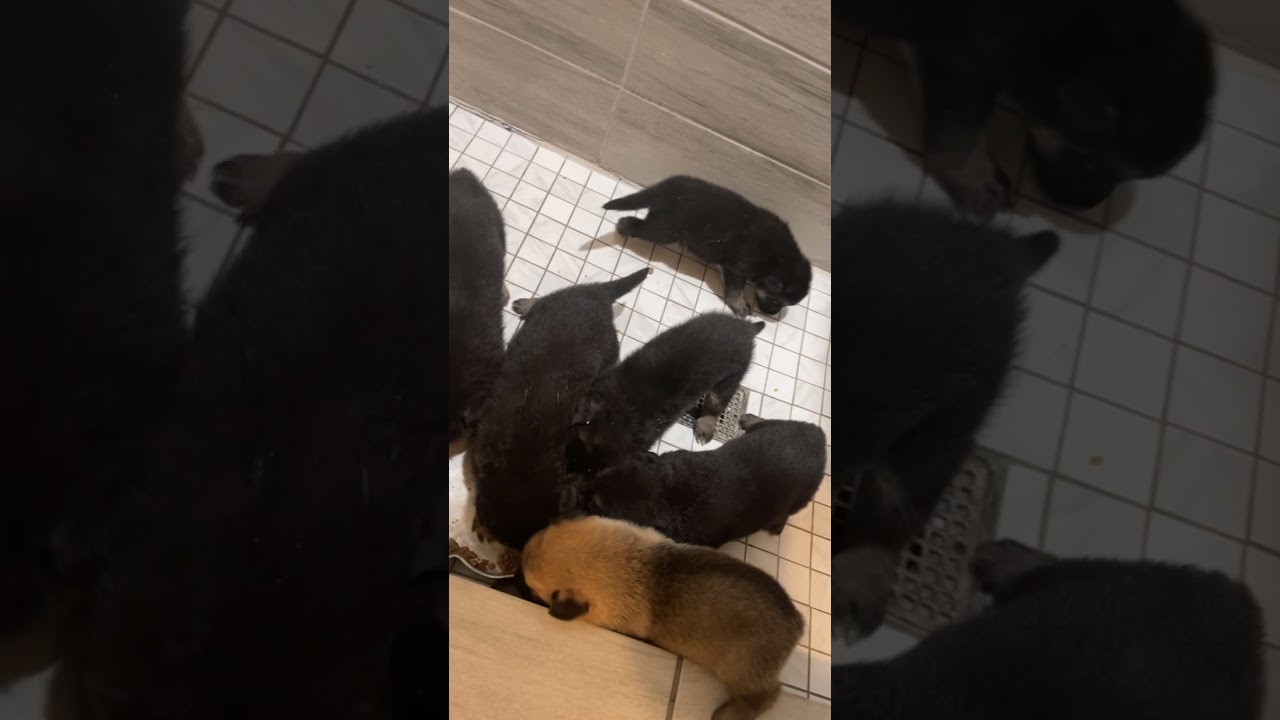 German Shepherd Puppies For Sale in Atha Drive, TX