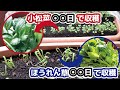 【家庭菜園】#12 小松菜とほうれん草はどっちが早く育つ？生長期間の比較【プランター栽培】｜#家庭菜園　#おうちの家庭菜園 #vlog