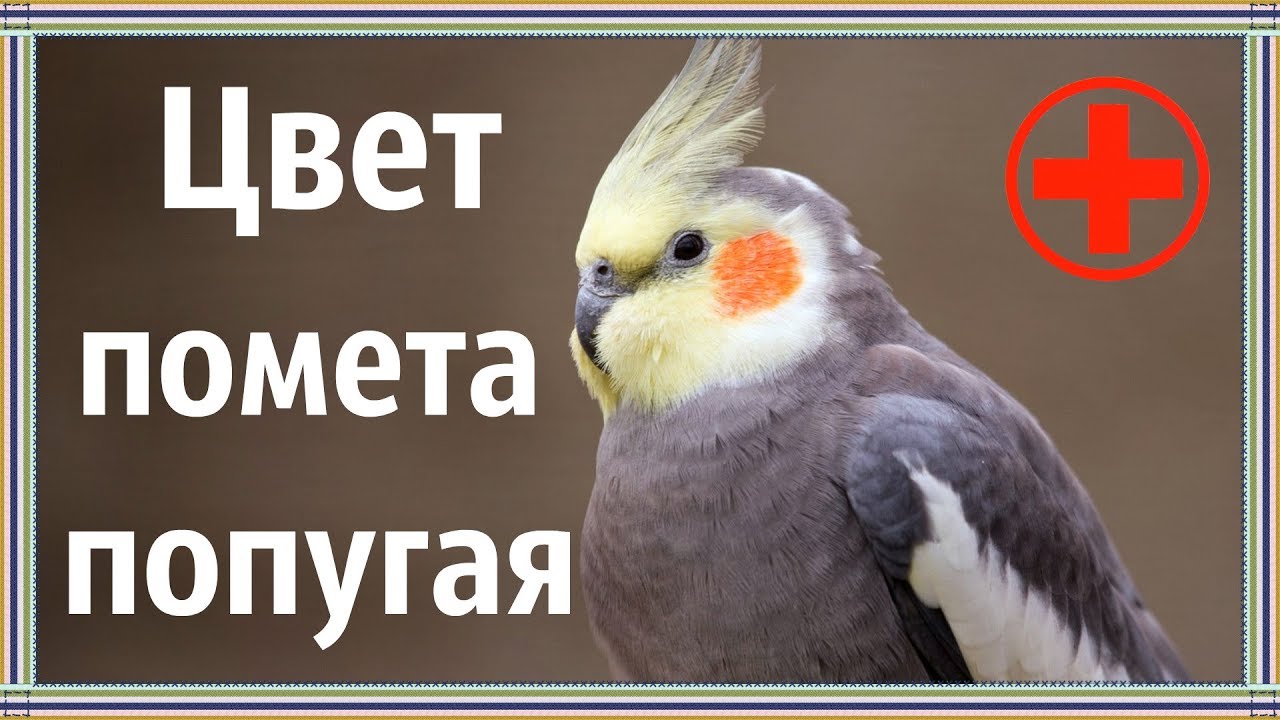 Изменение цвета помета у попугая. Почему это может происходить.