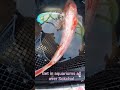 I want them in aquariums all over Sokcho. Pretty concert fish