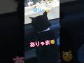 【天才お喋り猫】まるで人間のように話す黒猫こっちゃん #しゃべる猫