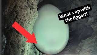 Whats up with the Eggs!?!