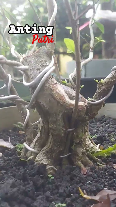 anting putri sulam tambal akar🔴 #bonsai #bonsailife #antingputri