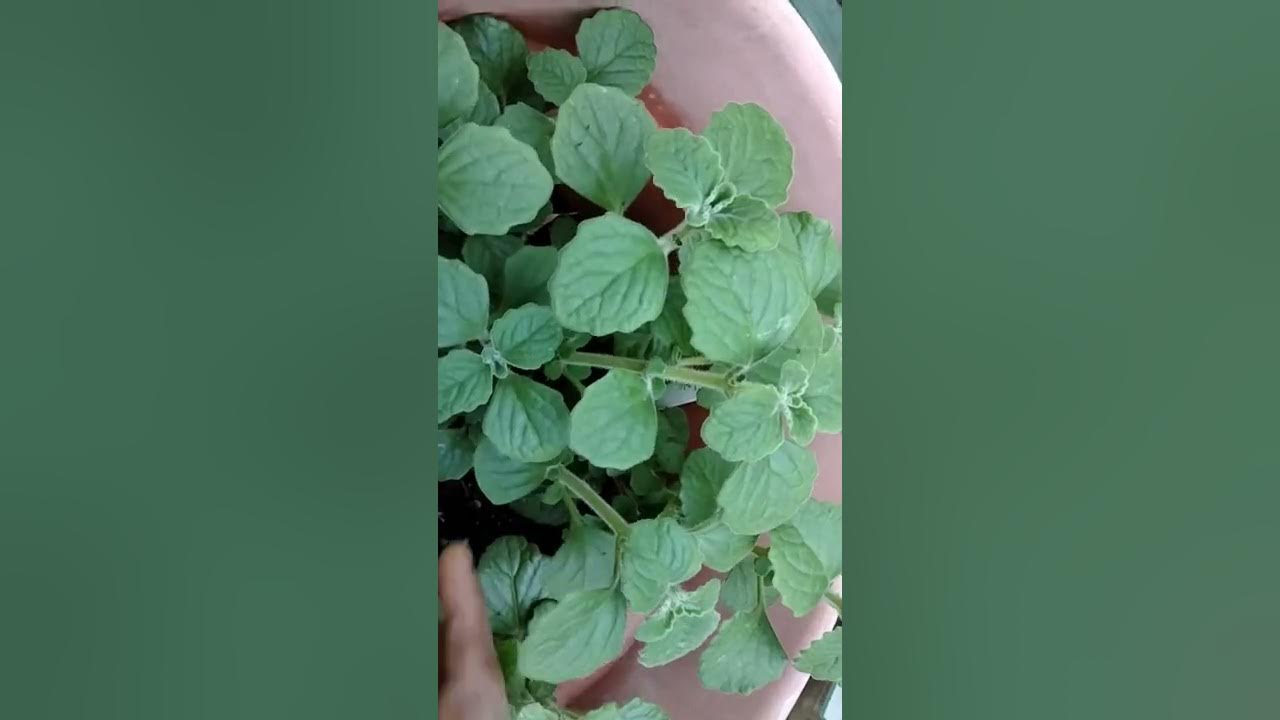 Plectranthus Tomentosa Vicks PlantHow Come Smells Exactly Like Vicks