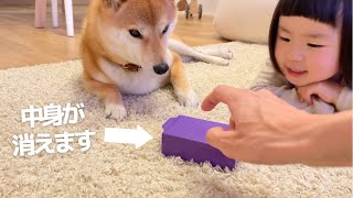 柴犬りんご郎 Shiba Inu Ringoroの最新動画 Youtubeトレンド