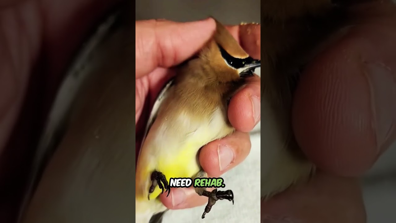 This Bird Gets Drunk on Berries (Cedar Waxwing Behavior Explained)