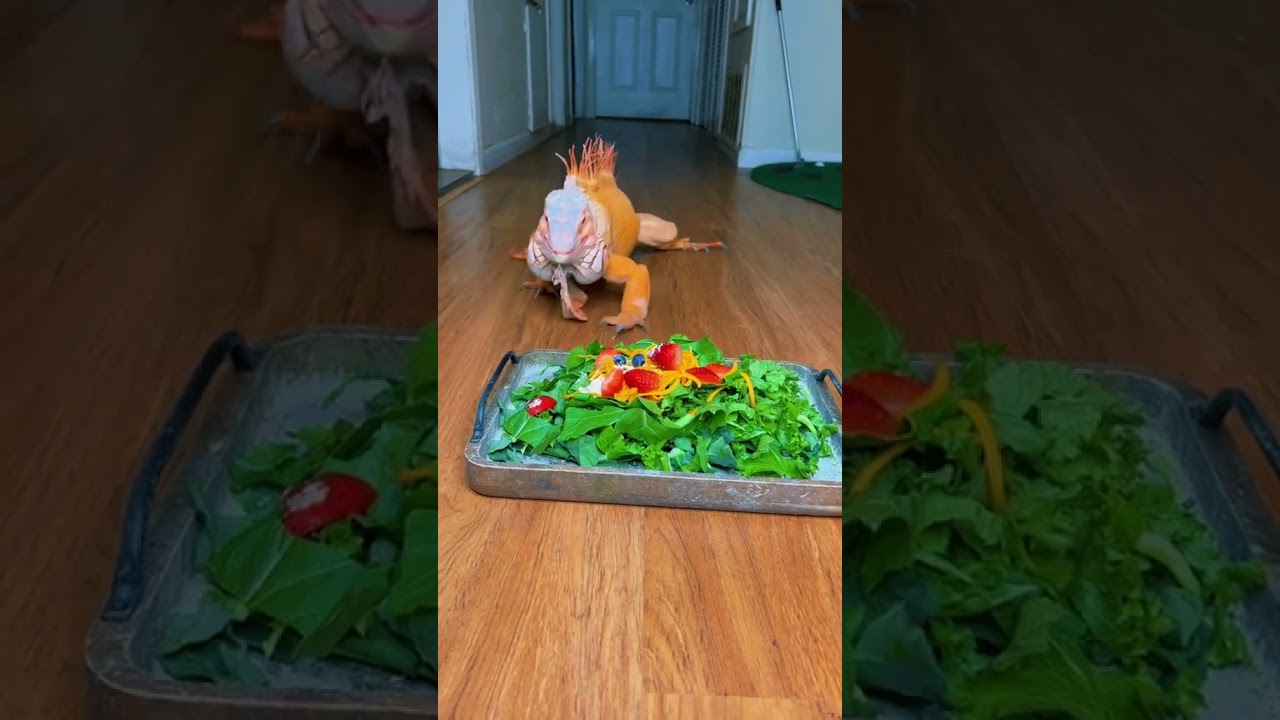 This guys iguana is like a dog! How cute?! #cuteanimals #funnyanimals #reptiles