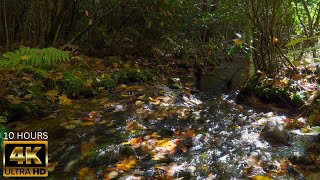 Flowing forest stream filled with autumn leaves, relaxing running water sleep sounds asmr tinnitus