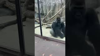 I Started a Dance Battle With a Gorilla... And HE WON. 🤯