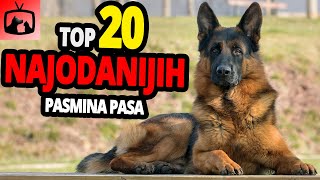 Najodaniji Psi – TOP 20 Najodanijih Pasmina Pasa Na Cijelome Svijetu!