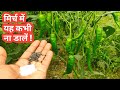 Chilli Plants Care || Best Fertilizer for chilli plant