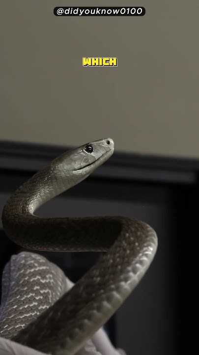 the-fastest-moving-snake-youtube