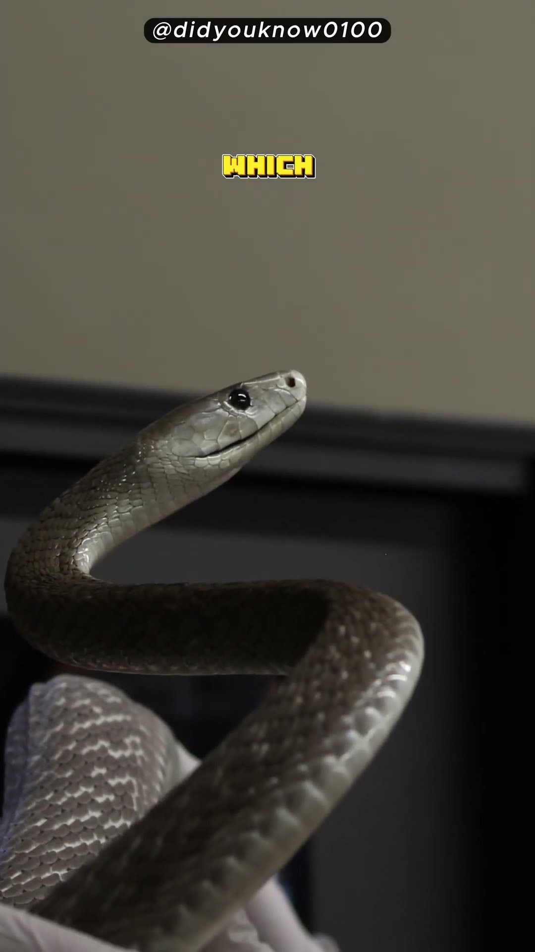 The Fastest Moving Snake YouTube The Fastest Moving Snake YouTube