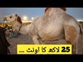 Northern cow mandi 2026 rate update #cow #mandi #vlog 