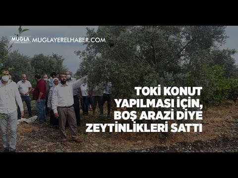 TOKİ konut yapılması için, boş arazi diye zeytinlikleri sattı