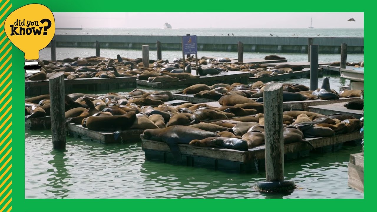 San Francisco - Fisherman's Wharf: Sea Lions at Pier 39