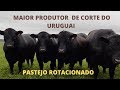 MAIOR PRODUTOR DE GADO DE CORTE DO URUGUAI