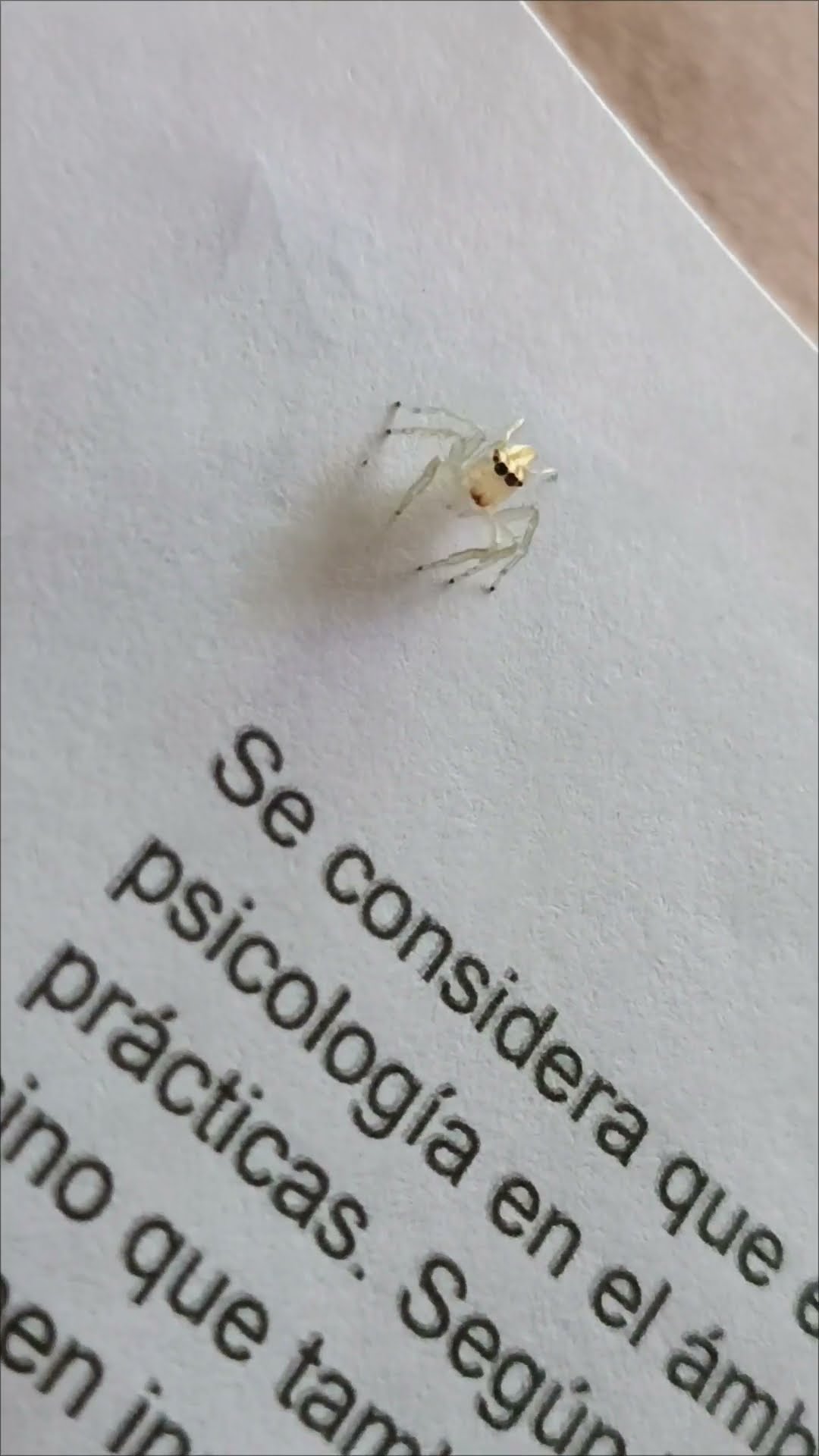 Bespectacled Spiders Joins Study Session || ViralHog