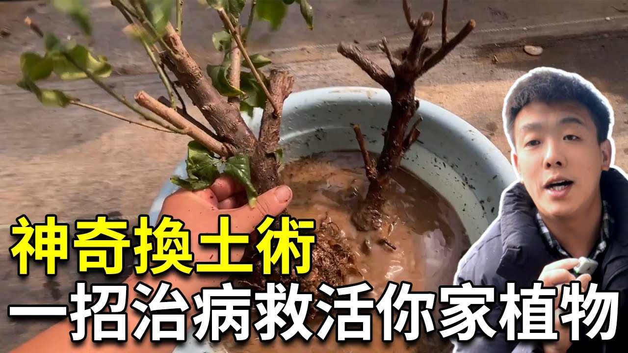 烂根快死的植物怎么救？专业园艺师手把手带你救活，全程干货收藏起来！【禅艺绿植工作室】