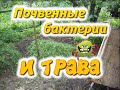 Почвенные бактерии и трава. Как размножить почвенные бактерии