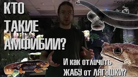 АМФИБИИ. Кто это вообще?