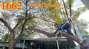 Nhánh cây Còng nằm trùm hết mái nhà và cách treo dây của Vua Khỉ Miền Tây (1/3) Cutting trees