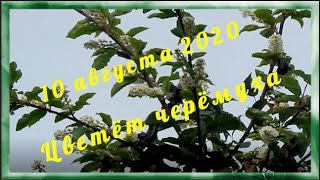 10 августа 2020  Цветёт черёмуха