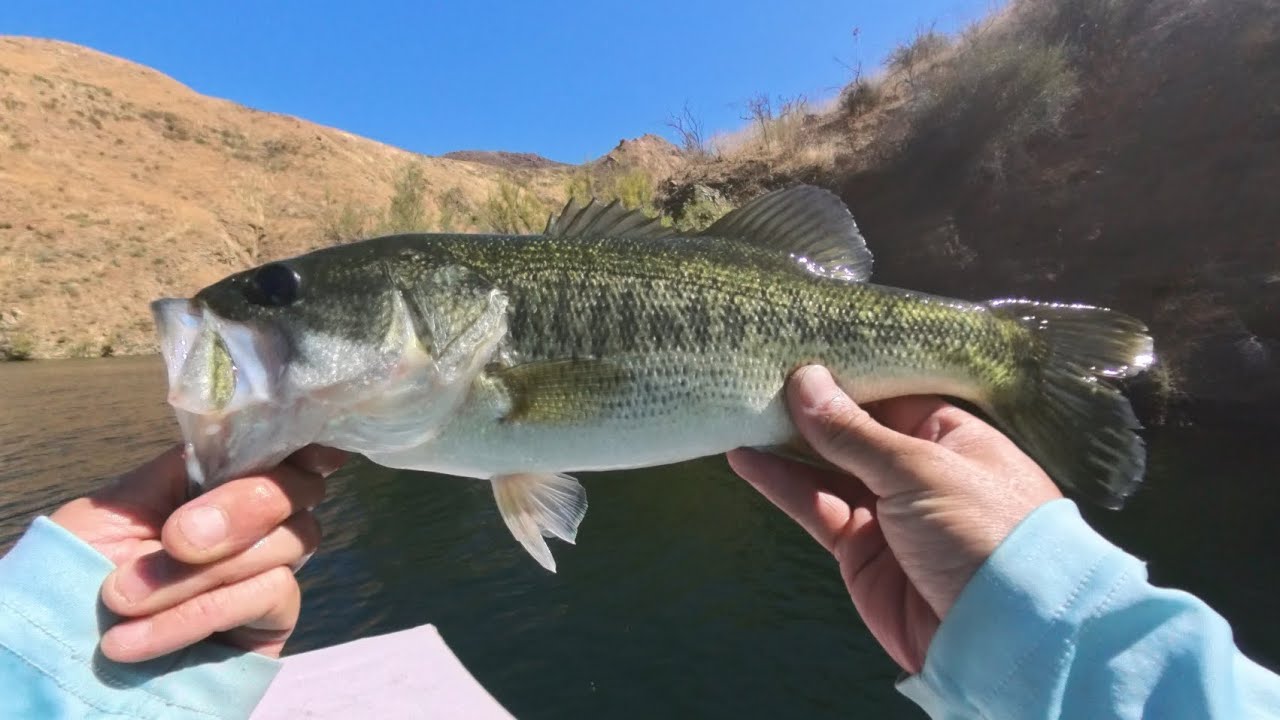 Castaic Lake Bass Fishing  | Sept. 13, 2026