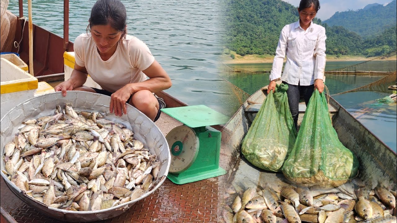 Traditional fishing skills - the girl caught many big fish, caught fish ...