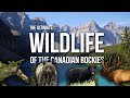 The ultimate canadian wildlife documentary grizzly bears moose elk and more in the the rockies
