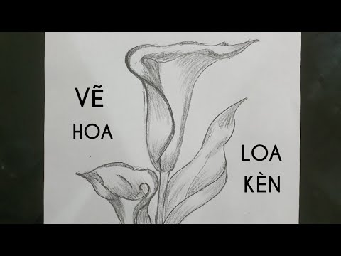 Cách Vẽ Hoa Loa Kèn Arum Bằng Bút Chì #6 - How To Draw Calla Lily With  Pencil / Kim Chi Art & Draw - Youtube