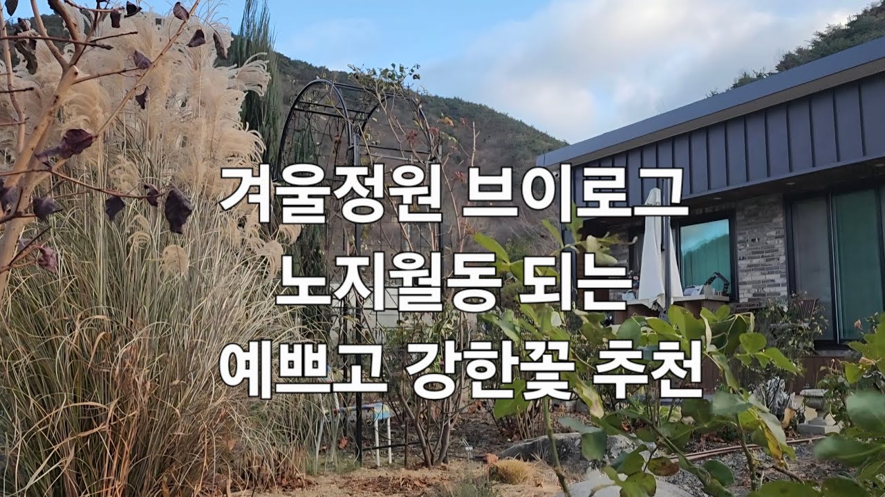 겨울정원 | 브이로그 | 노지월동 | 야생화 | 장미와 잘 어울리는 꽃들 | 크리스마스 장식 | 정원꾸미기