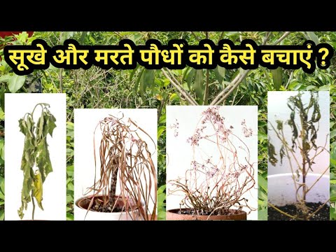 मरते हुए पौधे को कैसे बचाए  | How to Save a Dying Plant | Tips/Hacks Revive a Dead Plant