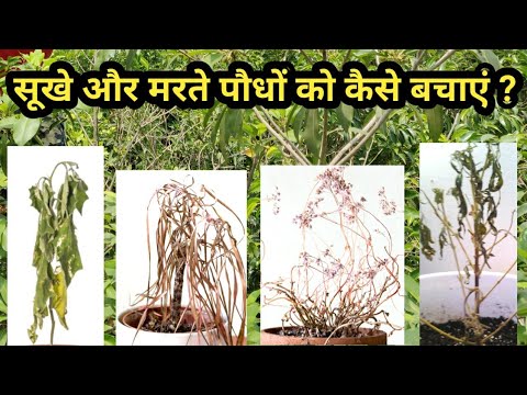 वीडियो: एक जीवित पेड़ कैसे चुनें