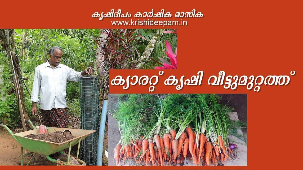 ക്യാരറ്റ് കൃഷി   വീട്ടുമുറ്റത്ത് | Carrot Krishi Veettumuttath