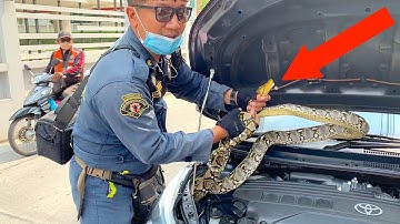 Python Found in the Hood of a Car!!!